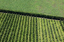 Orchards and asparagus growing with a windbreak dividing the two, seen from a helicopter. Near Bridge Pa, Hawkes Bay, North Island,  New Zealand.