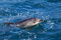 Bottlenose dolphin (Tursiops truncatus) breaking the surface with head exposed, Great Mercury Island, Coromandel Peninsula, New Zealand