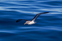 Buller's albatross (Thalassarche bulleri) flying low over a calm sea. Off Napier, Hawkes Bay, New Zealand.