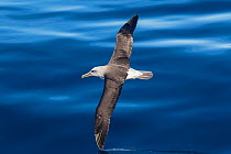 Buller's albatross (Thalassarche bulleri) flying low  with wing tip cutting the surface of a calm sea. Off Napier, Hawkes Bay, New Zealand.