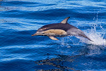 Short-beaked common dolphin (Delphinus delphis) breaking the surface and leaping from the water. Off Napier, Hawkes Bay, New Zealand.