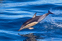 Short-beaked common dolphin (Delphinus delphis) breaking the surface and leaping from the water. Off Napier, Hawkes Bay, New Zealand.