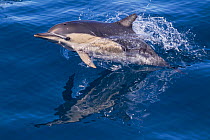 Short-beaked common dolphin (Delphinus delphis) breaking the surface and leaping from the water, with reflection. Off Napier, Hawkes Bay, New Zealand.