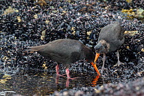 Variable oystercatcher (Haematopus unicolor) adult with a chick pulling mussels off the rocks at low tide. Dusky Sound, Fiordland, New Zealand.