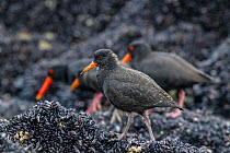 Variable oystercatcher (Haematopus unicolor) juvenile with adults in the background, feeding at low tide. Dusky Sound, Fiordland, New Zealand.