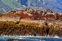 Bull kelp (Durvillaea sp) on an exposed high energy rocky shoreline near the entrance to the sea. Doubtful Sound, Fiordland, South Island, New Zealand.