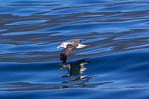 White-capped albatross (Thalassarche steadi) flying low over the sea with reflection, off the coast of Fiordland, New Zealand.