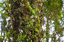 Kidney ferns (Trichomanes reniforme), Easter orchids (Earina autumnalis) in flower, and mosses covering the trunk of a tree. Dusky Sound, Fiordland, South Island, New Zealand