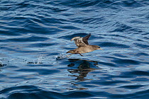 Sooty shearwater (Puffinus griseus) taking off from the water from above. Foveaux Strait, Southland, New Zealand