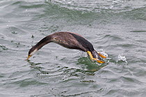 Spotted shag (Phalacrocorax punctatus) in non-breeding plumage about to dive underwater from the surface, Dunedin, Otago, New Zealand.