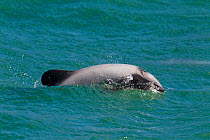 Hector's dolphin (Cephalorhynchus hectori) breaking the surface as it breathes showing the distinctive patterning and rounded dorsal fin. Akaroa Harbour, Canterbury, New Zealand.