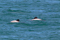Hector's dolphins (Cephalorhynchus hectori) breaking the surface showing the distinctive patterning and rounded dorsal fins. Akaroa Harbour, Canterbury, New Zealand.