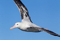 New Zealand albatross (Diomedea antipodensis) in flight against a blue sky, off Kaikoura, Canterbury, New Zealand.