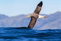 Salvin's albatross (Thalassarche salvini) in flight low over the sea, partially obscured by a wave off Kaikoura, Canterbury, New Zealand.