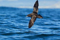 White chinned petrel (Procellaria aequinoctialis) in flight low over the water off Kaikoura, Canterbury, New Zealand.