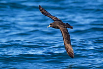 White chinned petrel (Procellaria aequinoctialis) in flight low over the water. Off Kaikoura, Canterbury, New Zealand.