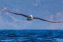 Salvin's albatross (Thalassarche salvini) in flight low over the sea, with land in the background, off Kaikoura, Canterbury, New Zealand.