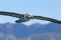 Salvin's albatross (Thalassarche salvini) in flight with land in the background, off Kaikoura, Canterbury, New Zealand.