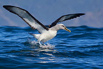 Buller's albatross (Thalassarce bulleri) landing on the sea with wings outstretched off Kaikoura, Canterbury, New Zealand.