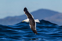Southern black backed / kelp gull (Larus dominicanus) in flight low over the sea with a wave behind, off Kaikoura, Canterbury, New Zealand