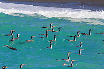 Spotted shags (Phalacrocorax punctatus) flock feeding in non-breeding plumage on the sea surface, off Kaikoura, Canterbury, New Zealand.