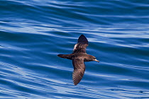 Flesh-footed shearwater (Puffinus carneipes) in flight low over the water off Kaikoura, Canterbury, New Zealand.