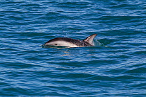 Dusky dolphin (Lagenorhynchus obscurus) surfacing to take a breath, off Kaikoura, Canterbury, New Zealand.