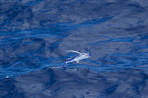 Flying fish (probably Cypselurus lineatus) in flight, with tail just breaking the surface as it lands. Off Whitianga, Coromandel Peninsula, New Zealand.