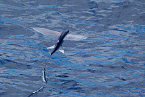 Flying fish (probably Cypselurus lineatus) in flight above the water, with tail breaking the surface creating a zig-zag as it gains more momentum to continue flying. Off Whitianga, Coromandel Peninsul...