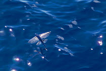 Flying fish (probably Cypselurus lineatus) in flight above the water. Off Whitianga, Coromandel Peninsula, New Zealand.