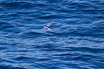 Flying fish (probably Cypselurus lineatus) in flight above the water. Off Whitianga, Coromandel Peninsula, New Zealand.