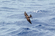 White-faced storm-petrel (Pelagodroma marina) in flight low over the water, showing upperwing. Off the Three Kings, Far North, New Zealand.