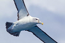 White-capped albatross (Thalassarche steadi) in flight against the sky, showing underwing. Off the Three Kings, Far North, New Zealand.