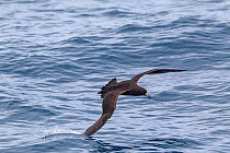 Parkinson's petrel (Procellaria parkinsoni) in flight low over the water, with wingtip dragging in the water, off the Three Kings, Far North, New Zealand.