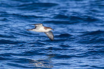 Buller's shearwater (Puffinus bulleri) in flight low over the water, off the Three Kings, Far North, New Zealand.