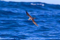 Cook's petrel (Pterodroma cookii) in flight against the sea, off the Three Kings, Far North, New Zealand.