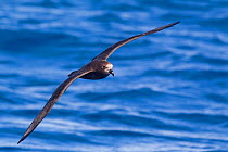 Grey-faced petrel (Pterodroma macroptera gouldi) in flight against the sea, showing upperwing. Off the Three Kings, Far North, New Zealand. March.