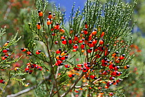 Rimu tree (Dacrydium cupressinum) a member of the Podocarpaceae family, fruiting heavily. Makeretu River, Hawkes Bay, North Island, New Zealand