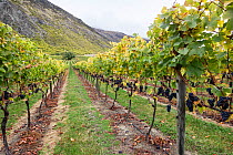 Grape vines growing in rows, near Gibbston, Central Otago, New Zealand