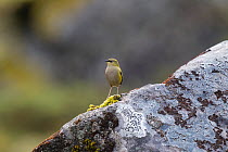 South Island / Rock wren (Xenicus gilviventris) male perched on a rock covered in lichens. Upper Hollyford Valley, Southland, New Zealand.