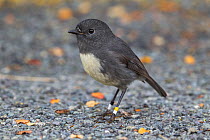South Island robin (Petroica australis australis) male standing on the ground, note the colour bands. Eglinton Valley, Southland, New Zealand.