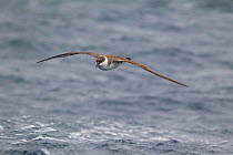 Greater shearwater (Puffinus gravis) flying low over the water, off Stewart Island, New Zealand