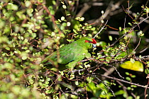 Red crowned parakeet (Cyanoramphus novaezelandiae) feeding amongst tangled vines, Tiritiri Matangi Island, Auckland, New Zealand.