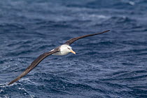 Campbell albatross (Thalassarche impavida) in flight showing uppering, off Whitianga, Coromandel Peninsula, New Zealand.