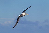 Campbell albatross (Thalassarche impavida) in flight showing upperwing, off Whitianga, Coromandel Peninsula, New Zealand.