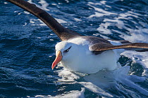 Campbell albatross (Thalassarche impavida) landing on the water, off Whitianga, Coromandel Peninsula, New Zealand.