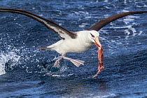 Campbell albatross (Thalassarche impavida) running across the water with a squid thrown to attract seabirds to the boat. Off Whitianga, Coromandel Peninsula, New Zealand.