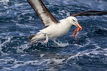 Black browed albatross (Thalassarche melanophris) with a squid thrown to attract seabirds to the boat. Note the band on the birds leg, banded as a nestling in March 2005 on Macquarie Island, Australia...