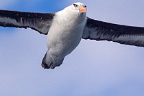 Campbell albatross (Thalassarche impavida) in flight showing underwing and characteristic honey coloured eye of this species. Off Whitianga, Coromandel Peninsula, New Zealand.