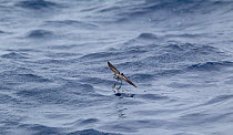 White-faced storm petrel (Pelagodroma marina hypoleuca) feeding by bouncing on the surface of the sea, off Madeira, North Atlantic. May.